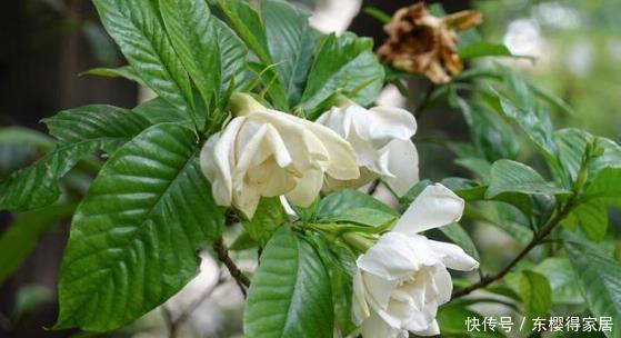 条件|夏天养栀子花，满足4个条件，不黄叶不掉花苞，开花一茬接一茬