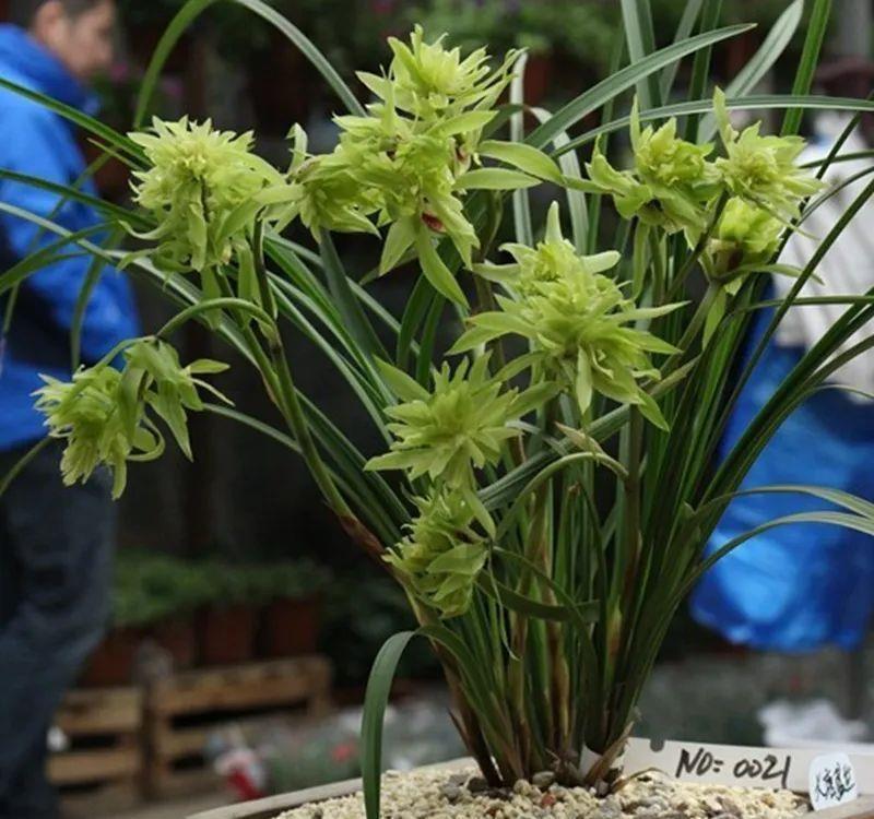 曾经天价的8种兰花,如今跌落神坛,普通人也买得起