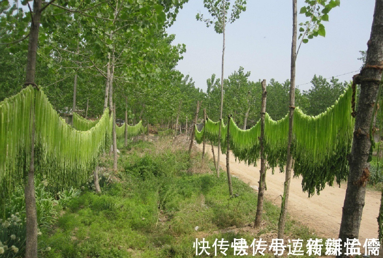 周总理|农村里的“绿帘子”,曾经却是“皇帝菜”,周总理亲自为它命名