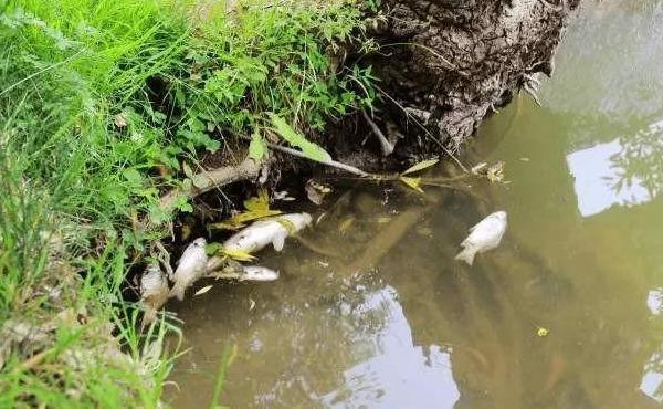 俗语“山上不捡肉,水中不捡鱼”,有道理吗?老祖宗的话值得一看