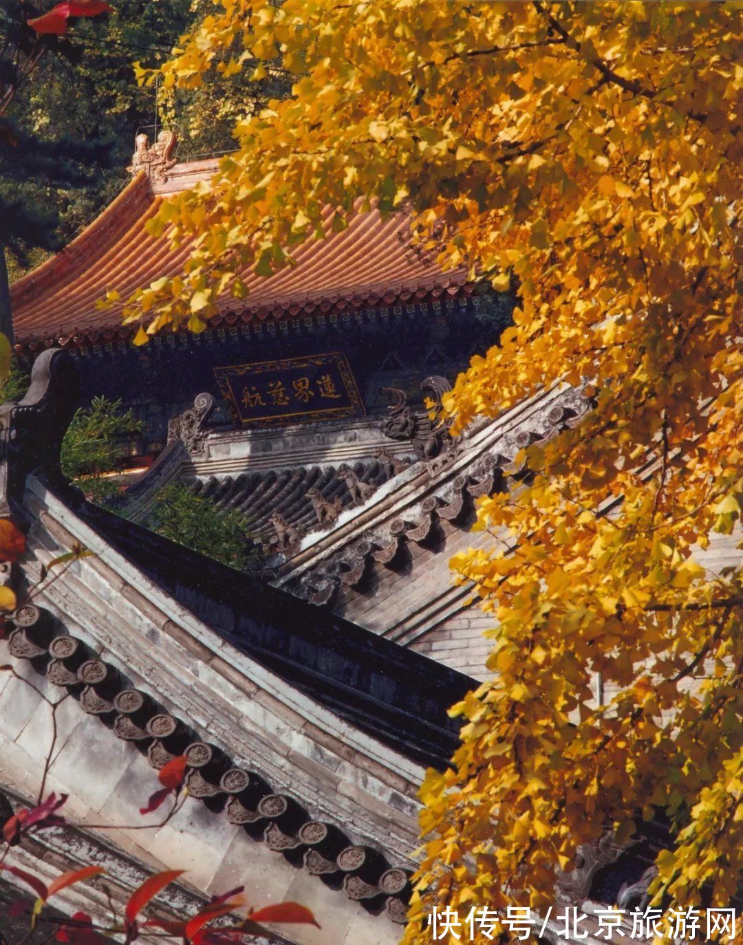 潭柘寺|神奇帝王树，又到一年金灿灿的时候！