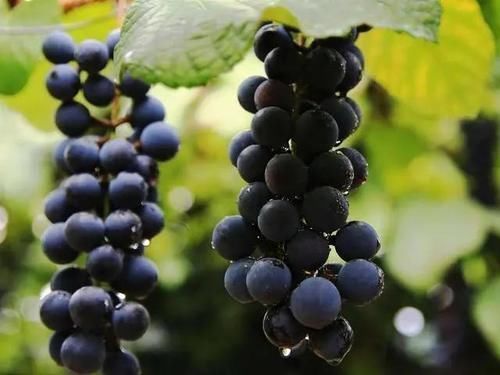 怀孕|当你怀孕了,4种“零食”尽量吃,宝宝出生后或像洋娃娃那样漂亮