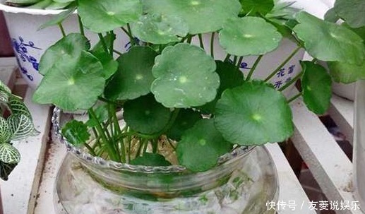 8种最适合水培的盆栽植物介绍！不用照顾就能活，养花杀手的福音