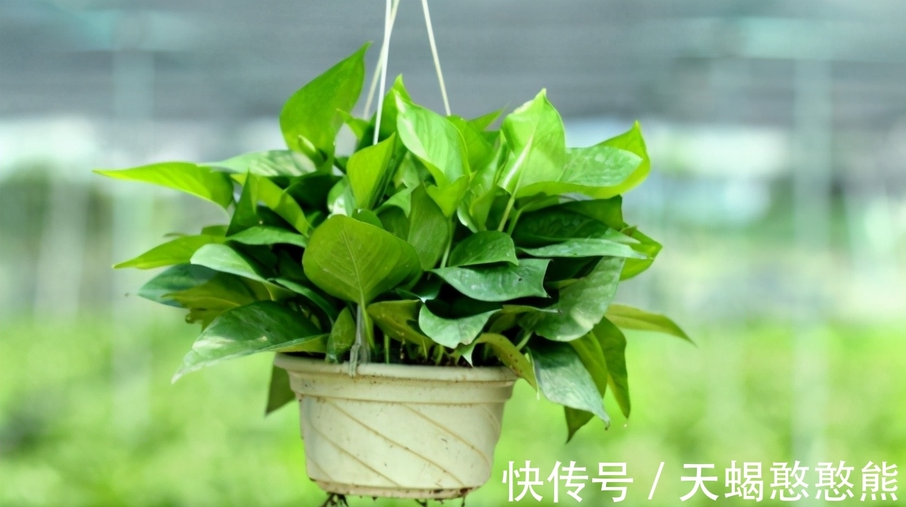 养花用啤酒，该怎么帮助根叶成长，改善土壤排水透气性？