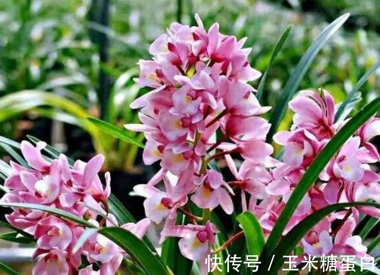 家里就养几种花,花朵大花期长,比牡丹还美,年年开花美翻