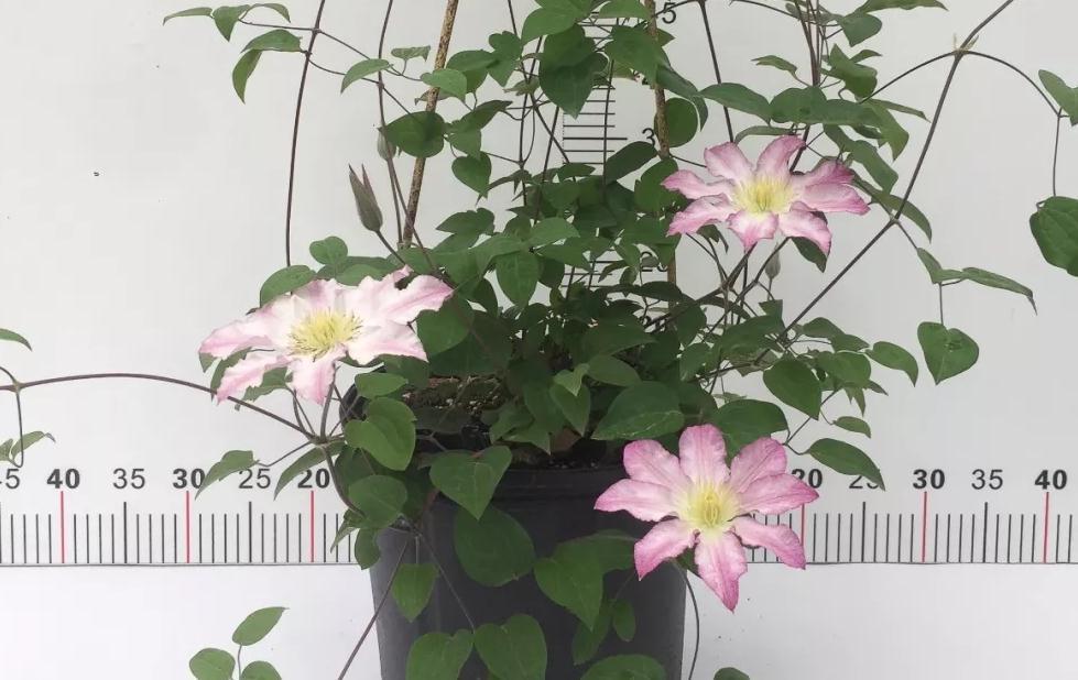 秋冬封闭阳台养花就选铁线莲,满足4点,铸就“一帘幽梦”