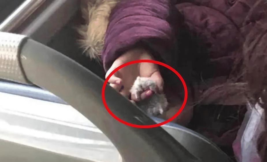 女童|5岁女童公交上“把玩”仓鼠,好心乘客劝告反被妈妈怼:要你管?