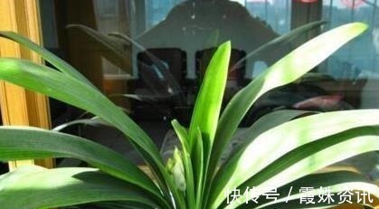 养护|李大爷只用它养君子兰,不花一分钱,1年开花2次全都爆盆