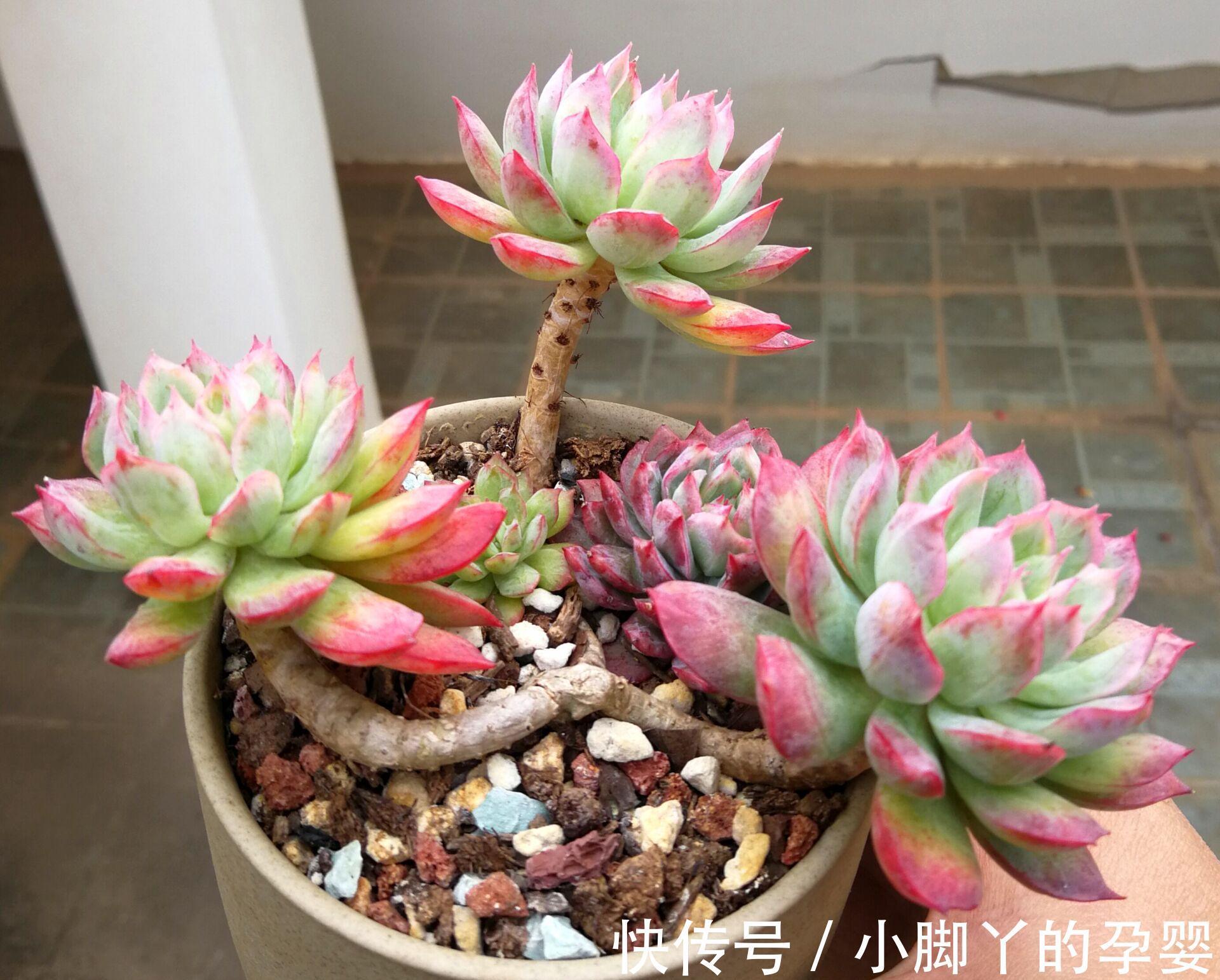 那些你可能不知道的多肉植物小秘密