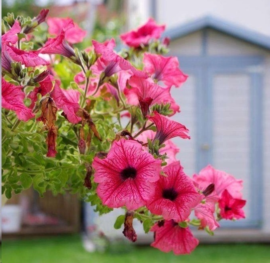 光照|7种一年四季开花的植物,阳台养一盆,天天有花看!