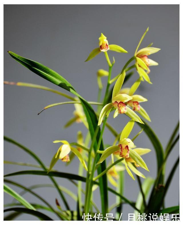 兰花|兰花长成“吊兰”，光长叶子不开花，绕开4个坑，开出极品好兰花