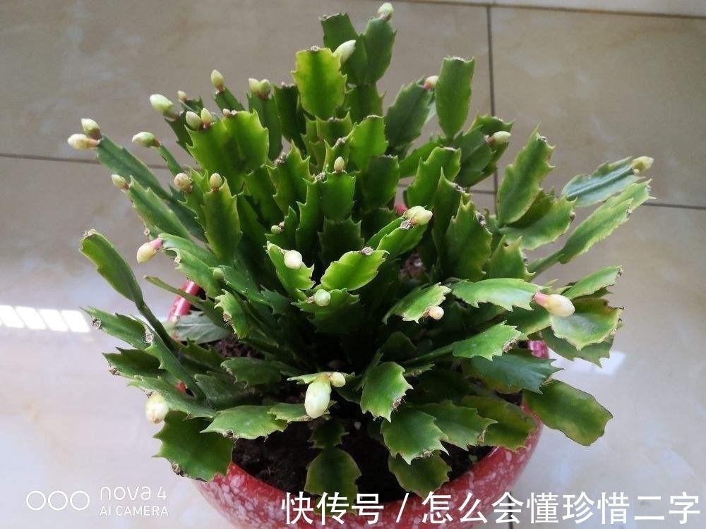 君子兰|大花盆养花不一定好,5种花小盆挤着养,才能越长越旺