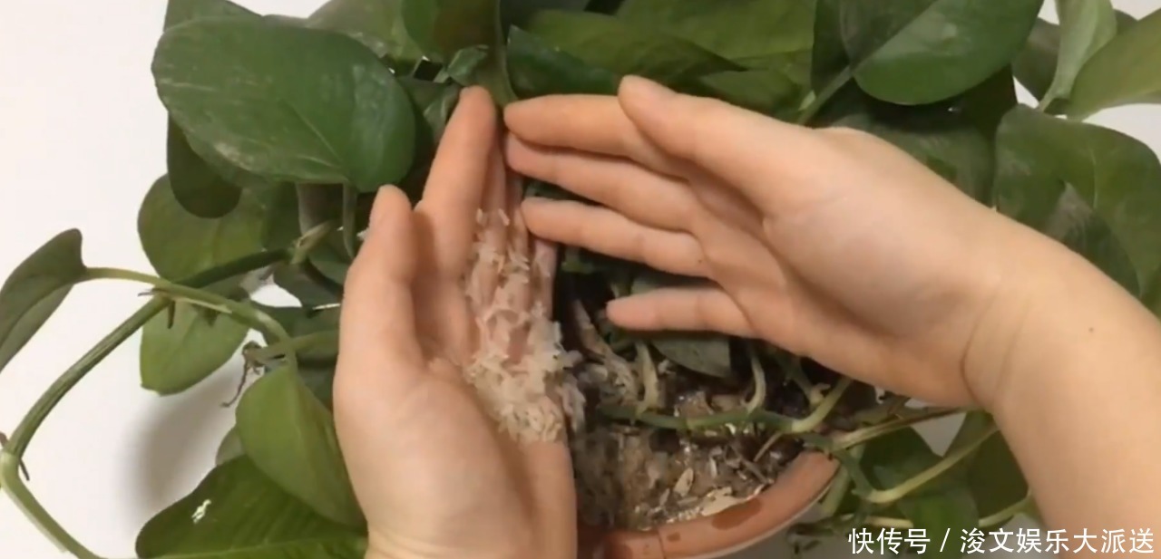 花盆里撒一把,不管多难养的花,几天根壮叶绿爆满盆,方法太棒了