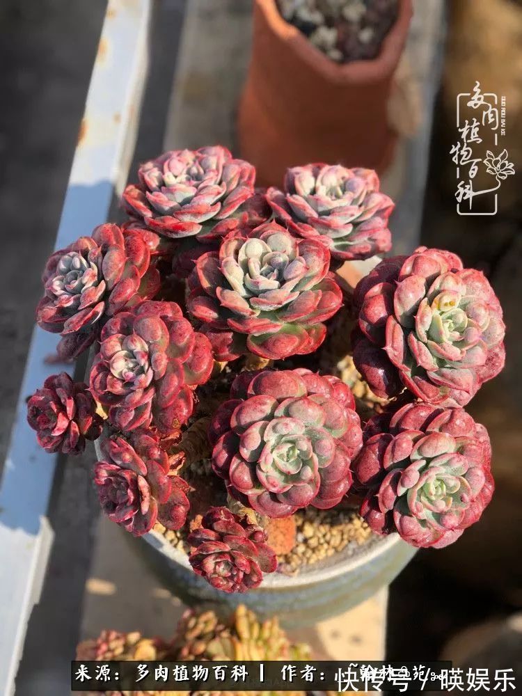 多肉花园梦青春正好,梦想趁早,别坐等自己变老!