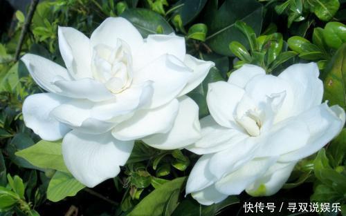 栀子花、杜鹃花“花苞”呼呼掉，都是土壤惹的祸，教你几招能恢复