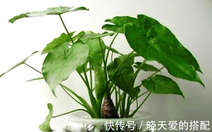 油绿|6种绿植大气上档次,适合客厅养护,好看好养又吉祥