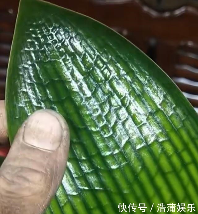 花盆|什么淘米水、柳树枝，都不如花盆撒把它，君子兰“打鸡血”猛开花