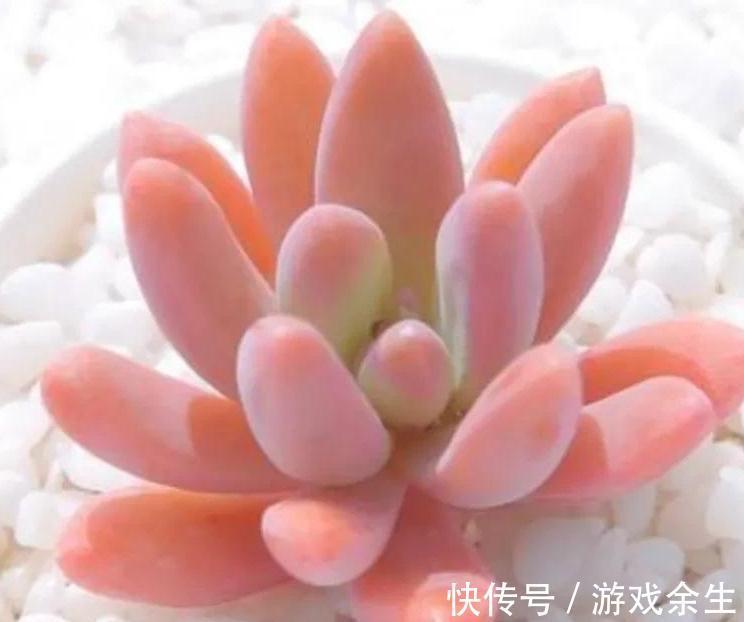 4种多肉很惹人喜欢，简单养护，天冷出状态十分美丽