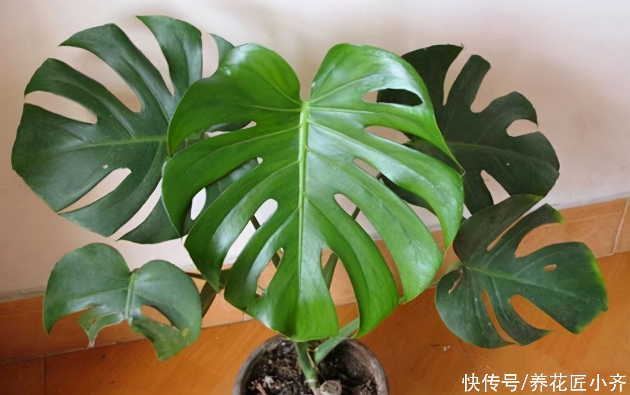 夏季|夏季能晒死的6种花，现在要做的是“遮阴、通风”，才能保证长势