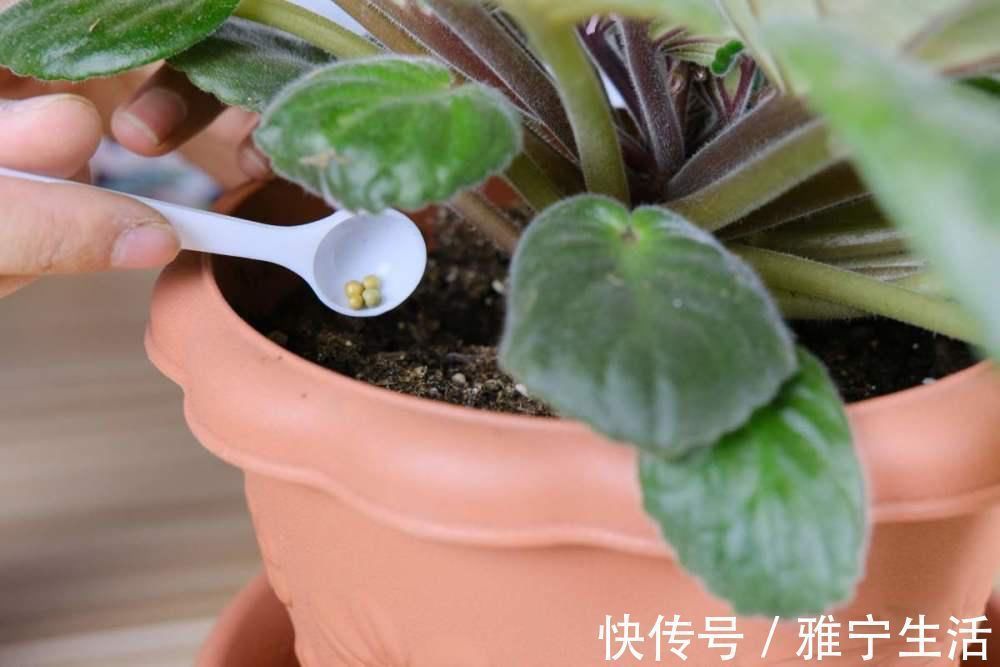 高手|你了解养花肥料吗?肥料知识大全,学会你就是养花高手!