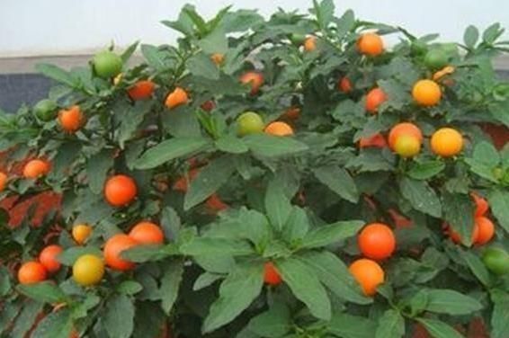 养花|养花不如种这“果”，沾土就活，阳台种一盆，果子挂到来年3月