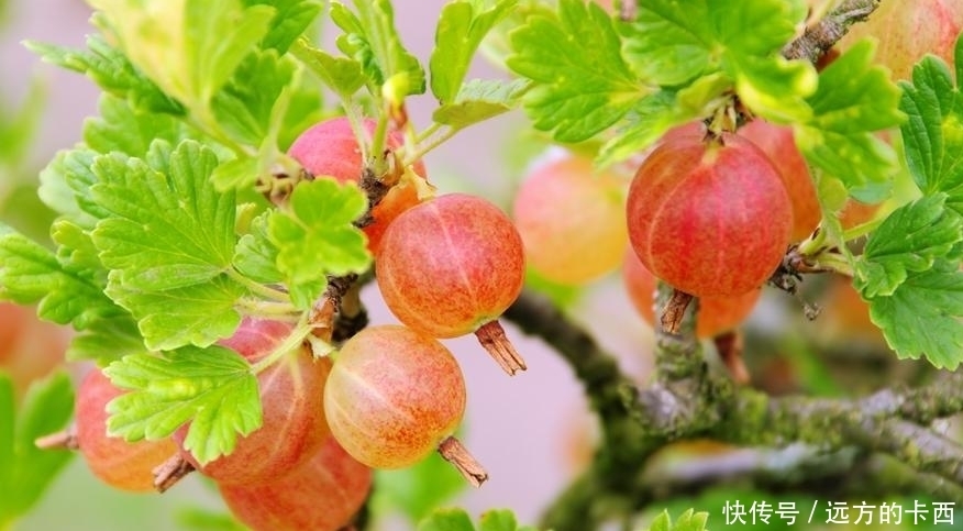 功效|农村这种果子营养价值很高，有降血脂、防癌抗癌、保护肠胃的功效