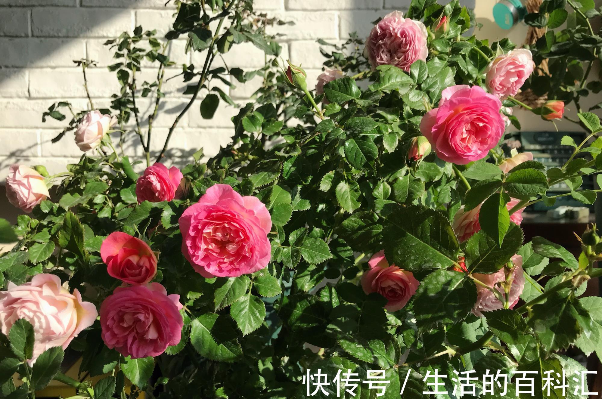 花友|阳台盆栽新宠,花朵美又香,丰花勤花,冬天也有花看