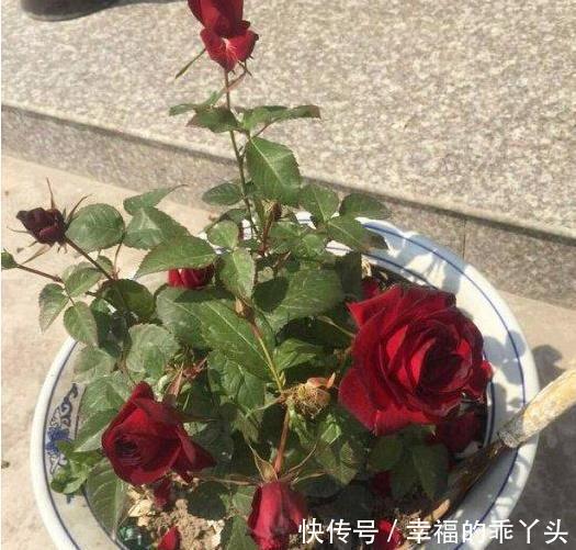 别墅|晒晒婆家农村自建别墅，高端大气！城里人拿500万也不换