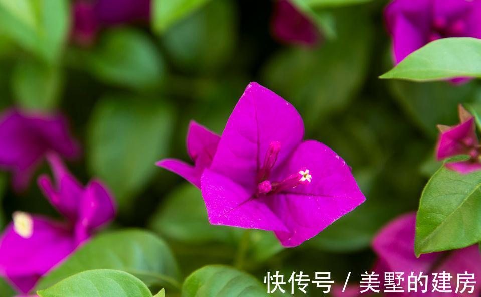 三角梅|三角梅小苗买回家，这样缓苗操作，不出半年就爆花