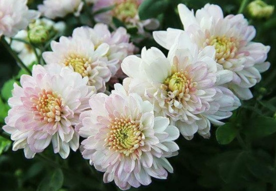 秋天最好养的几款花,养在阳台,个个花开爆满盆,花开美艳绝伦