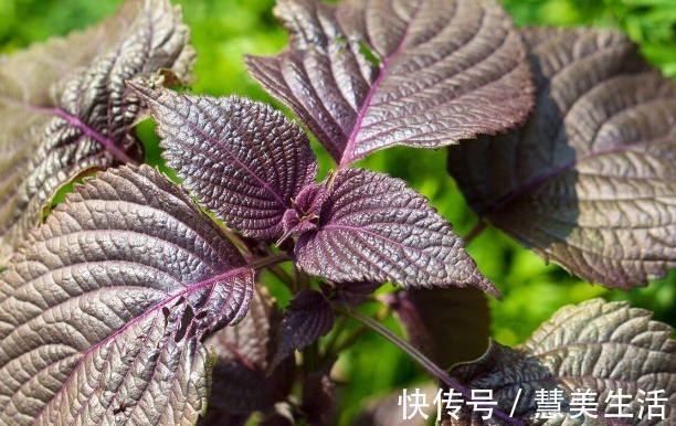 小根|65种野菜图片，带你认识不同的野菜和吃法，你想要的野菜这里都有