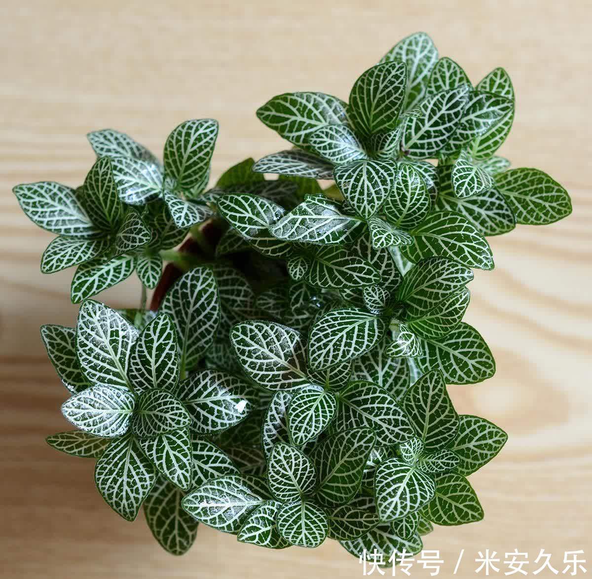 网纹草|室内养什么花好？这4种“耐阴花”，花叶俱美，很好养