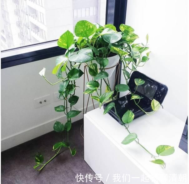 花都|把这些东西倒进花盆里,家里的花都长疯了!