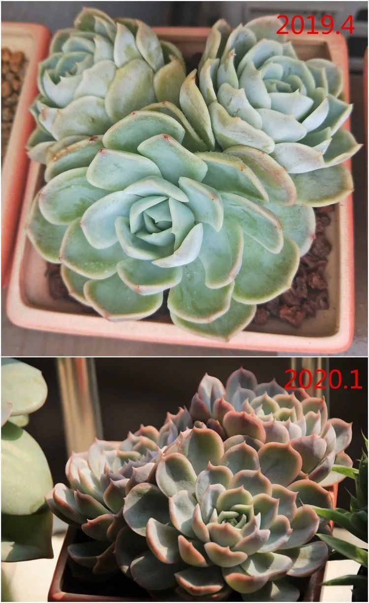 每次的剁手都是忍无可忍，无需再忍！买买买！静待肉美！