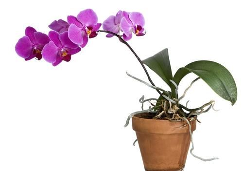 夏天养君子兰和兰花,切记要三懒一勤,夏天长势好、冬天开花多