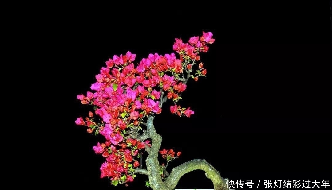 梅花期|夏天三角梅花期，促促花，花把枝条都压弯了