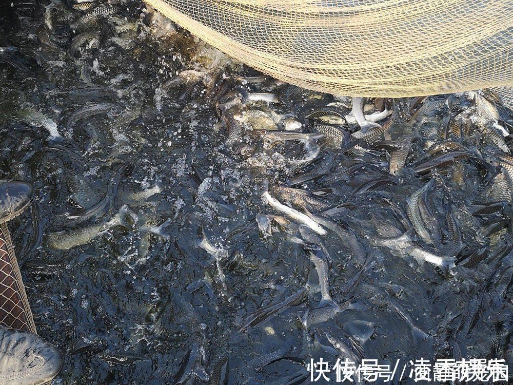 过去被称为“水中一害”,离水即死很难养活,如今晒干30元一斤