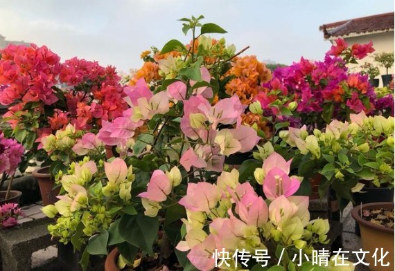 三角梅不开花怎么办1个小方法，花蕾钻出来，一个月就开花！