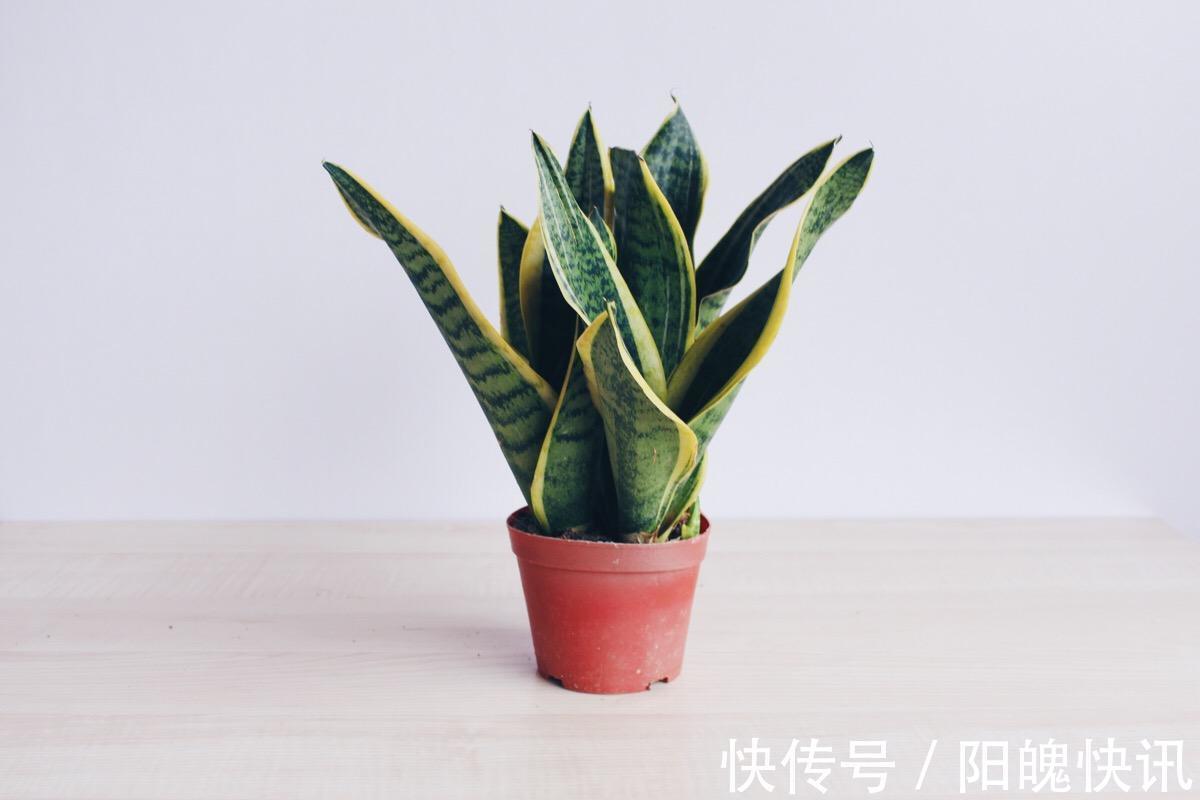 虎皮兰也开花注意这件小事，开到停不下来！