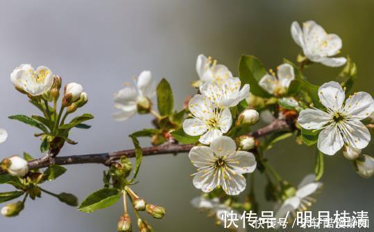 寅水生巳木|到了年底，霉运全散开，贵人八方来，4属相富贵无忧，越过越顺心