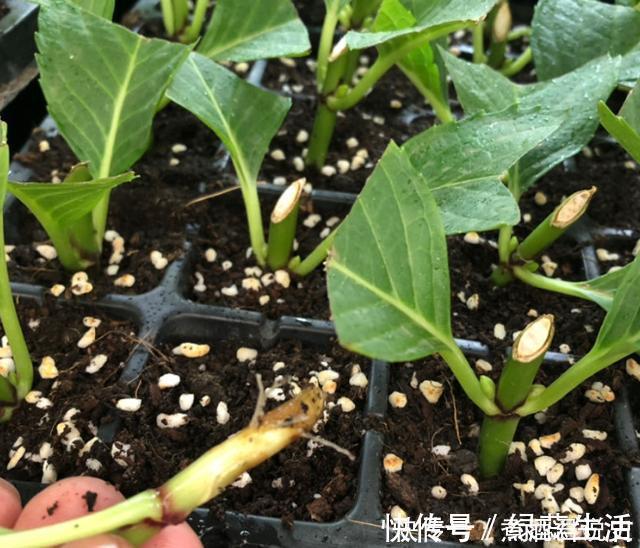 生根|扦插最佳时期到了,有这花赶紧插,沾土就能活!