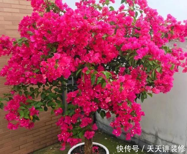 发财树|年底逛花市，这些花最好看、最好养，赶紧抱回家