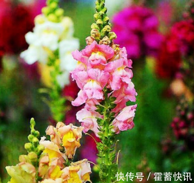 “4种花”寓意好,招财、旺家好兆头,开花还多,越养越喜欢!