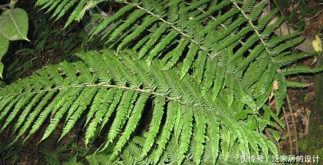 山上这种野草是制作盆栽的好材料,遇见了不要错过,能赚钱