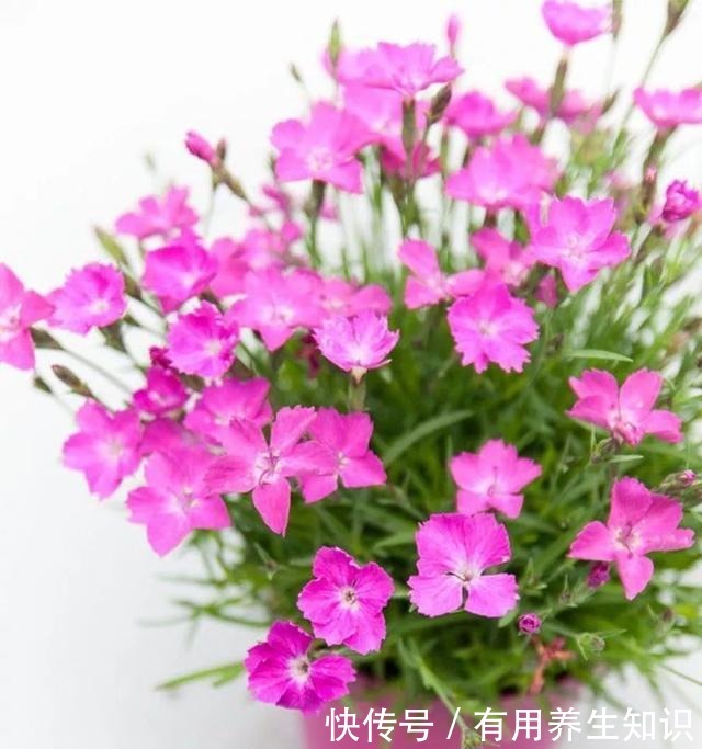 这6种花 再穷也要养 气味芬芳,杀菌抑菌!