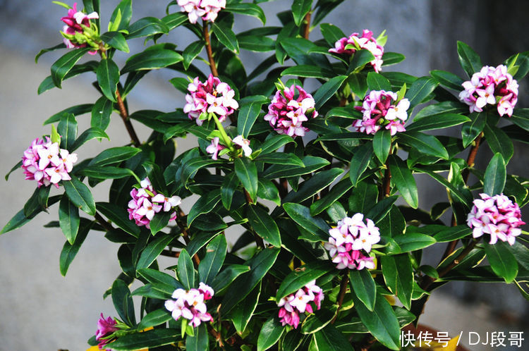 5种花美的出奇,惹人喜爱,全年开花不断,花开美观又大气