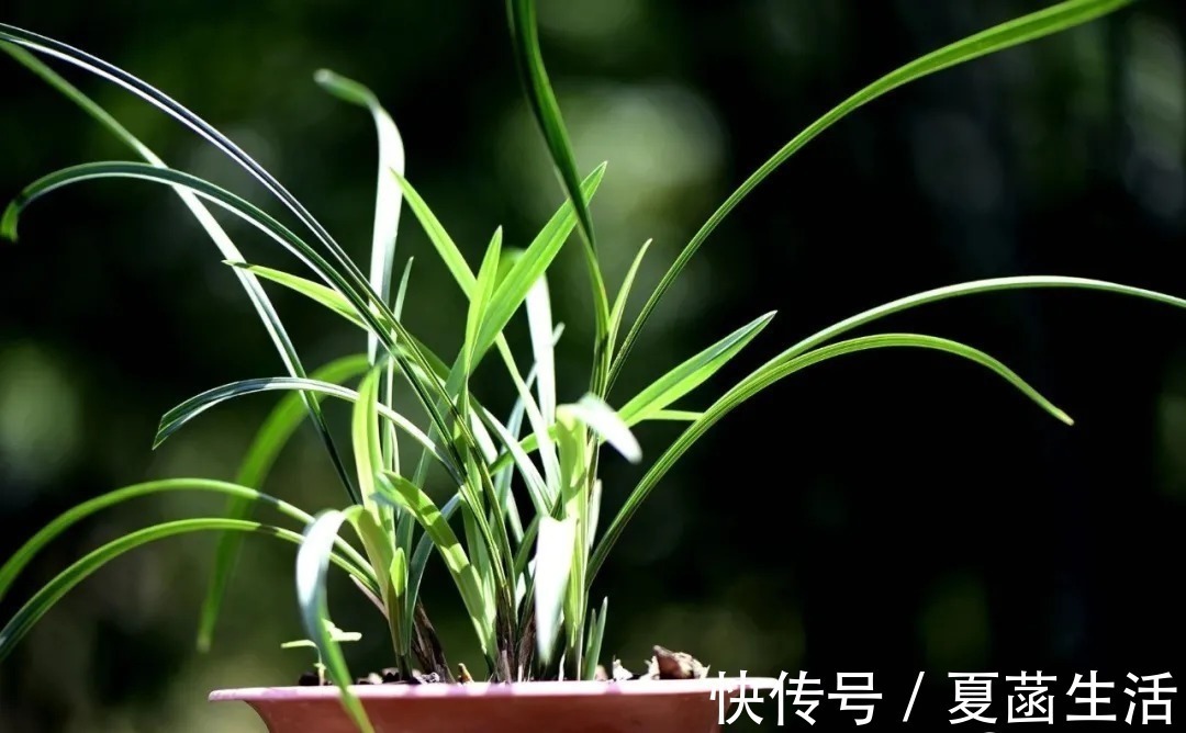 兰友|兰花用什么水浇最好?这种水,比天然的雨水更妙