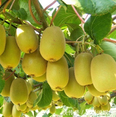 不骗你,路上碰见这种树苗,多挖几颗回家种,来年就换宝马