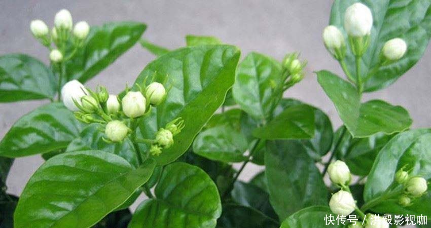 茉莉花|茉莉修剪专挑出头枝,抓住机会,一个月后还能有花赏!