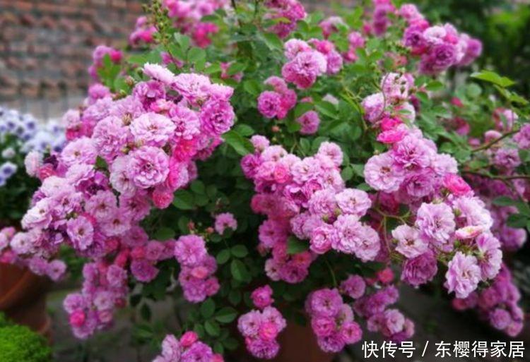 4种花适合新手养,好打理,易爆盆,花开不断